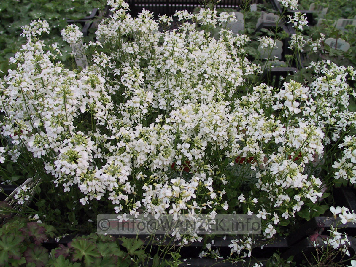 Arabis procurrens.JPG